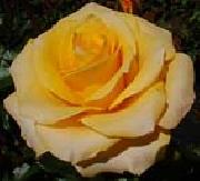 unknow artist Realistic Yellow Rose oil